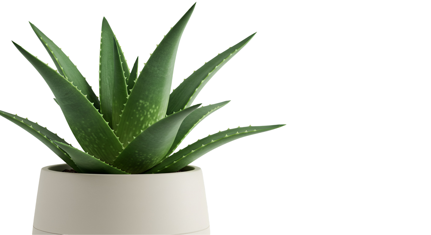 A vibrant aloe vera plant in a white pot against a plain backdrop with ample copy space available transparent background png
