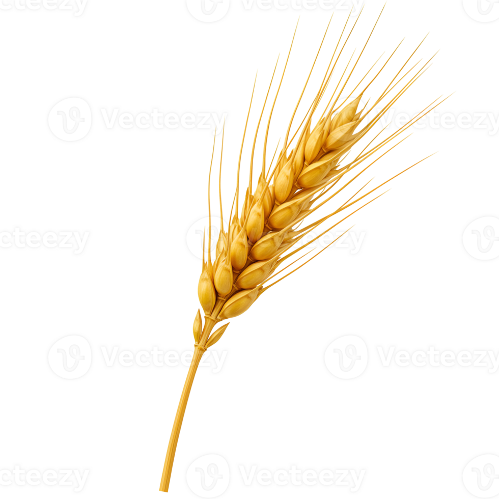 Isolated golden wheat stalk with seeds and awns on a plain colored simple studio setting view image transparent background png