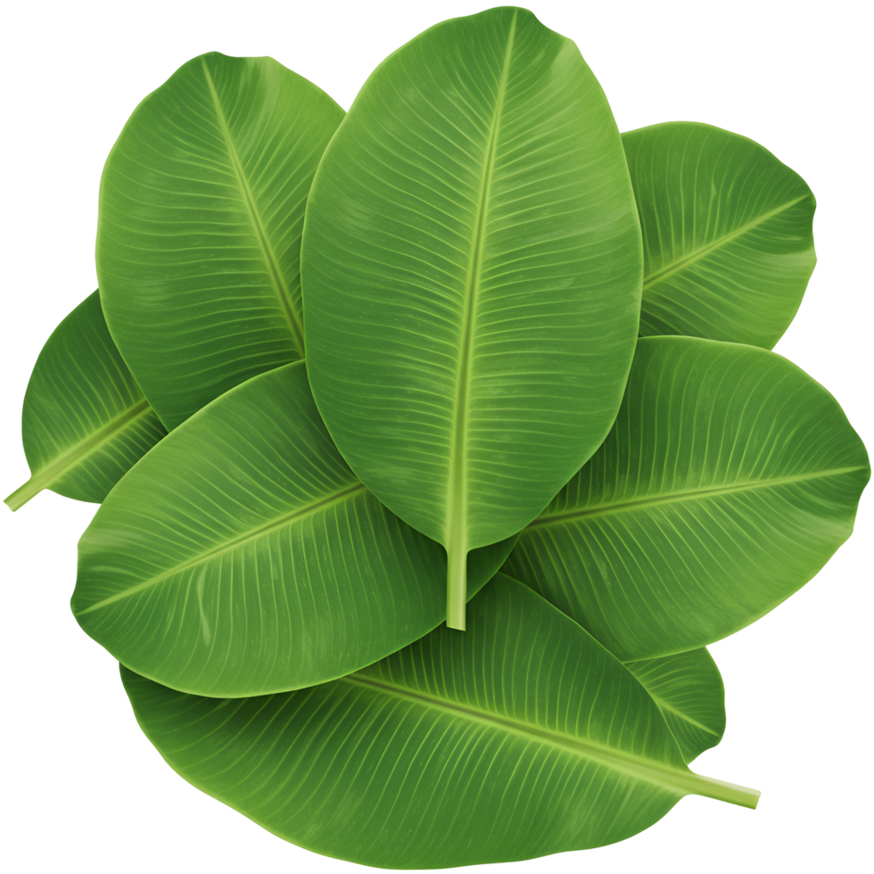 A group of vibrant foliage with prominent veins stacked against a plain colored setting view from above transparent background png