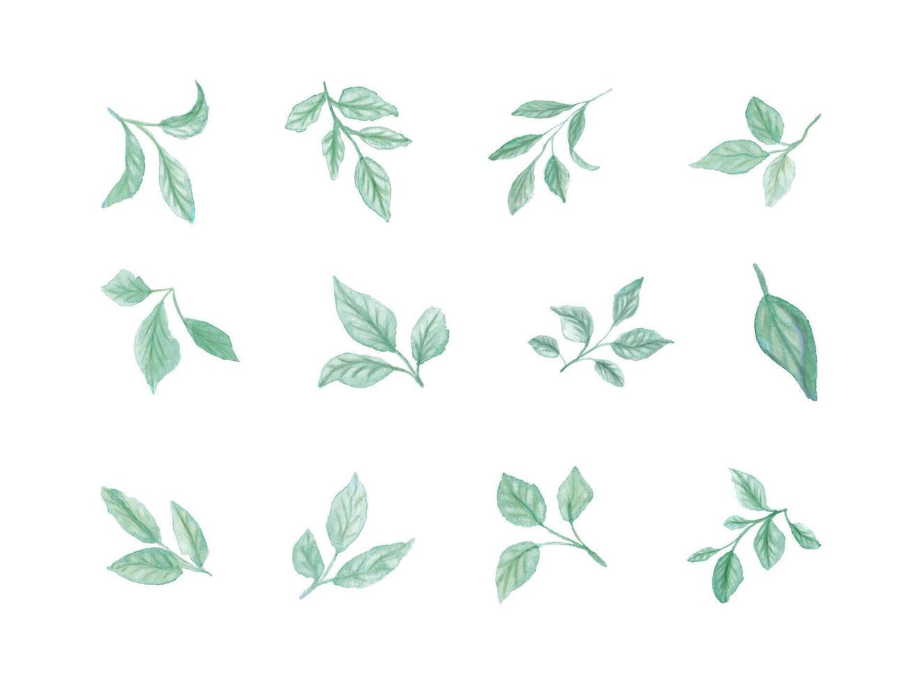 Set of watercolor hand painted green stems with leaves on white background. Botanical watercolor rustic greenery for design. vector
