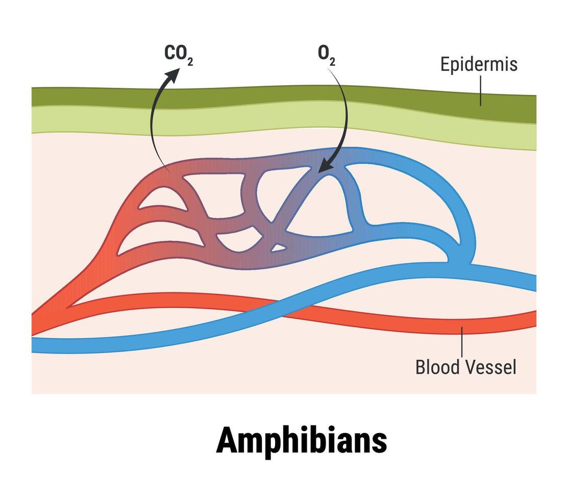 Cutaneous respiration in frog. Respiratory System of Frog vector