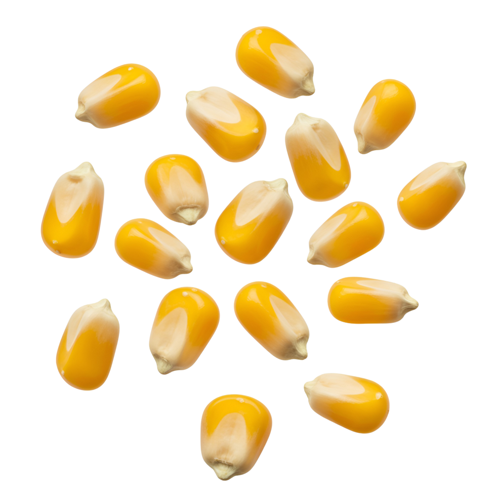 A scattered arrangement of yellow kernels of corn on a plain isolated simple background view from above transparent background png