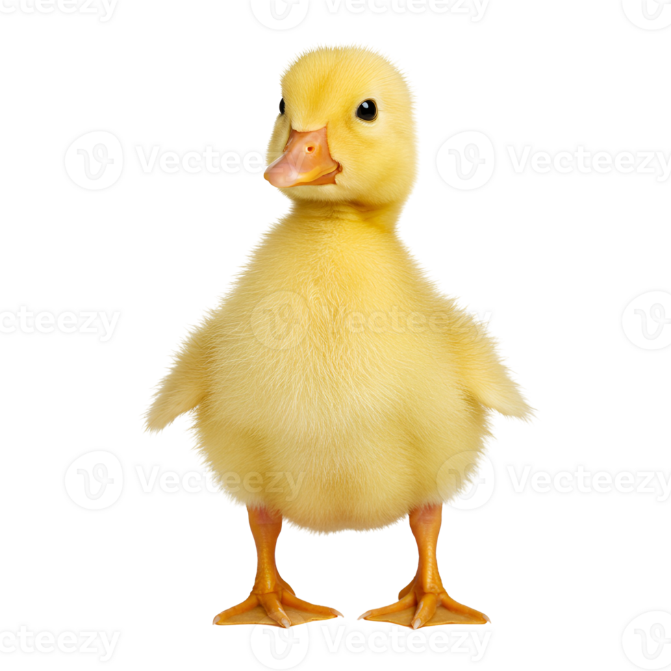 A fluffy yellow duckling standing upright with its feet visible on a plain background image here now transparent background png