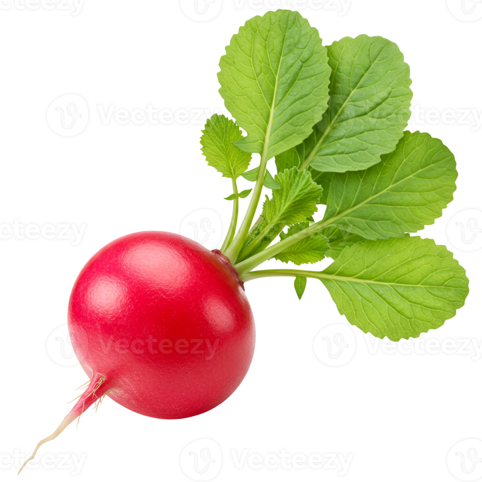 Isolated radish with vibrant green leaves and a bright red root on a transparent setting view close up transparent background png