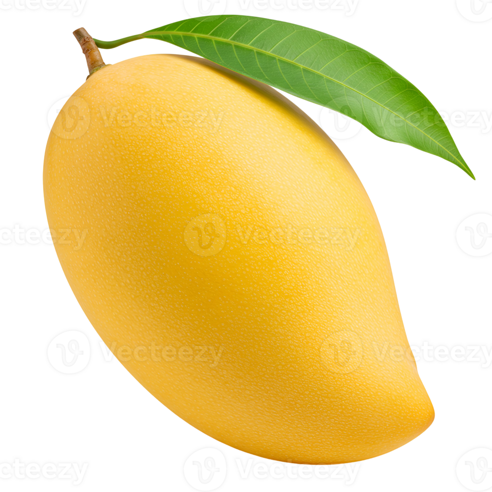 A vibrant yellow mango with a single green leaf attached on a plain studio style presentation view shot transparent background png