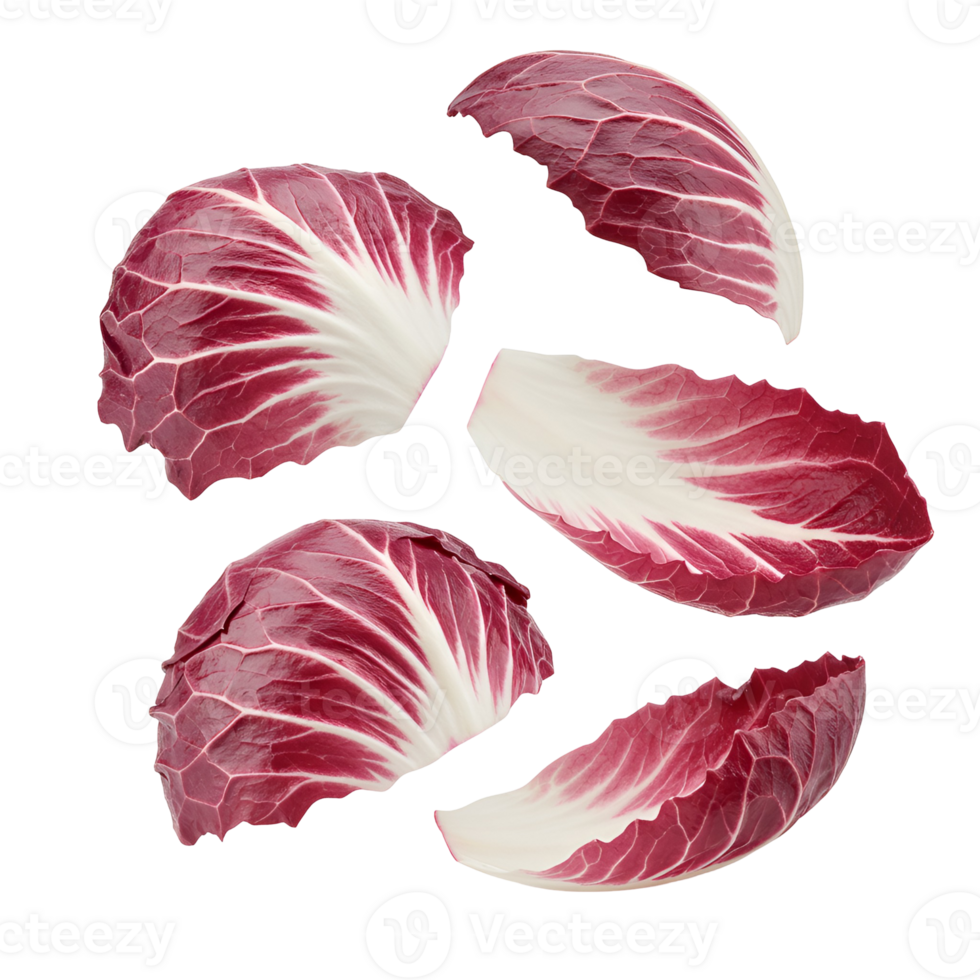 Isolated radicchio leaves showing vibrant red and white colors floating on a plain background space around them transparent background png