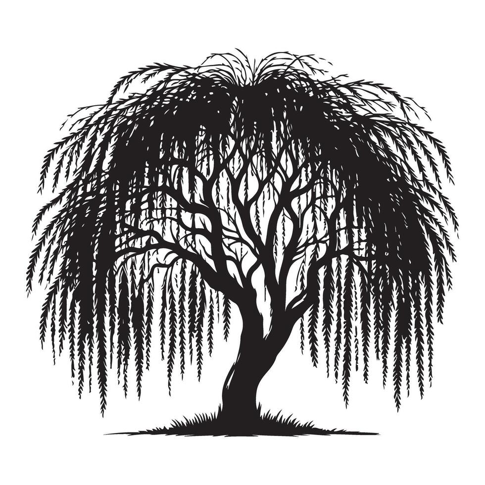 Weeping Willow Tree Silhouette Elegant Nature Illustration vector