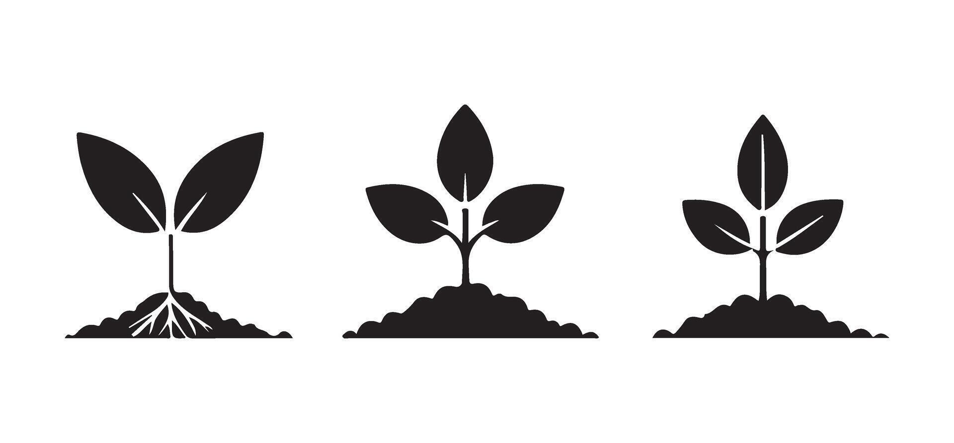 Growing Plant Illustrations Three Seedling with Different Leaf Shapes vector