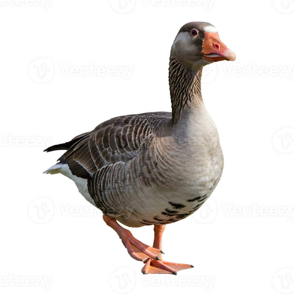 A goose with gray and brown feathers standing upright on its feet in a neutral environment outdoors transparent background png