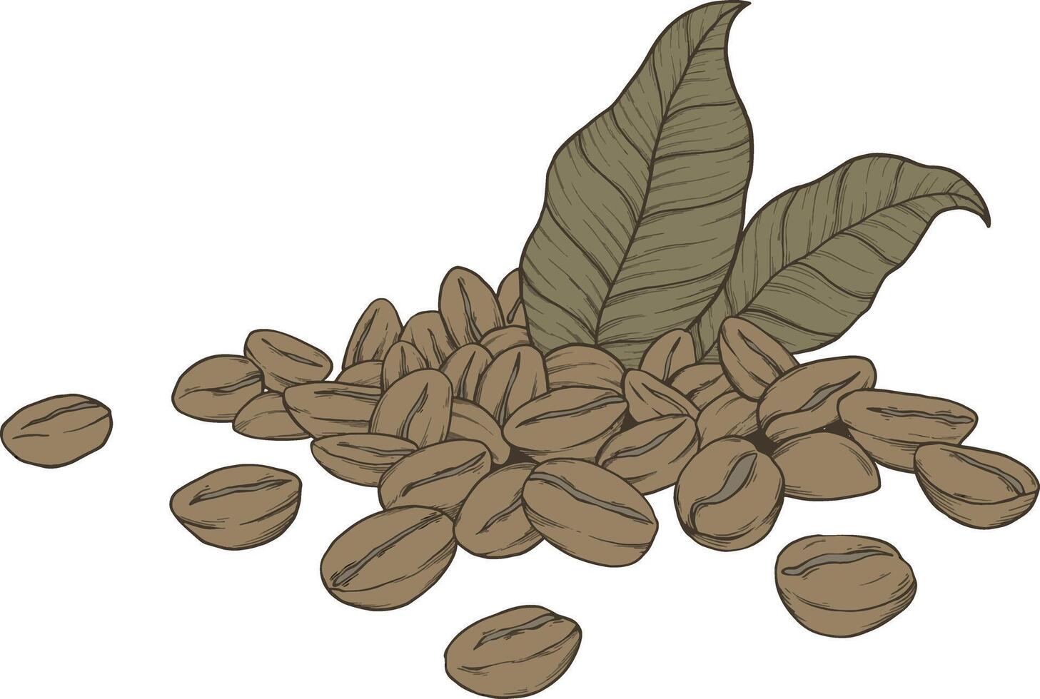 coffee beans botanical illustration vector