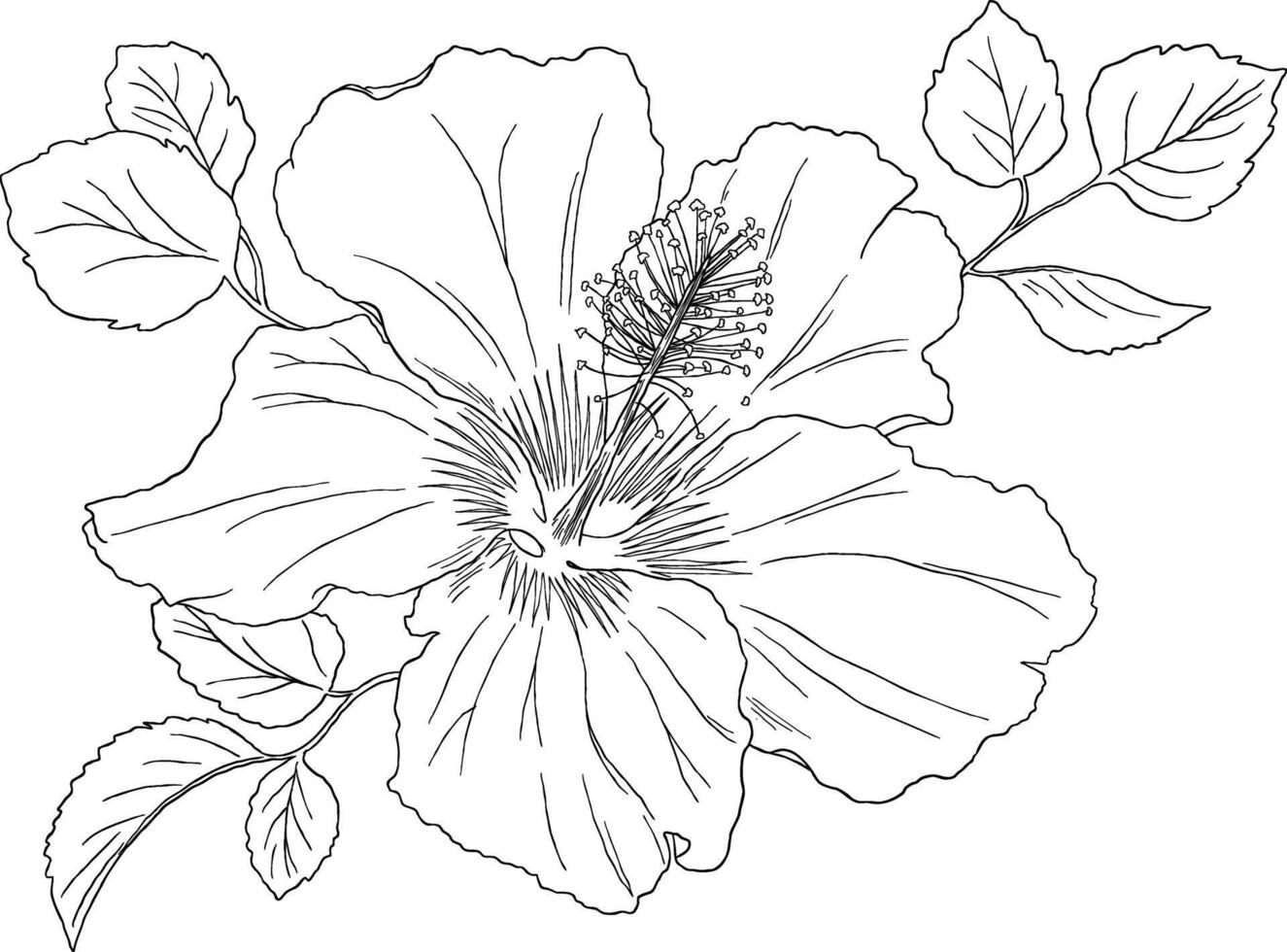 hibiscus flower botanical illustration vector