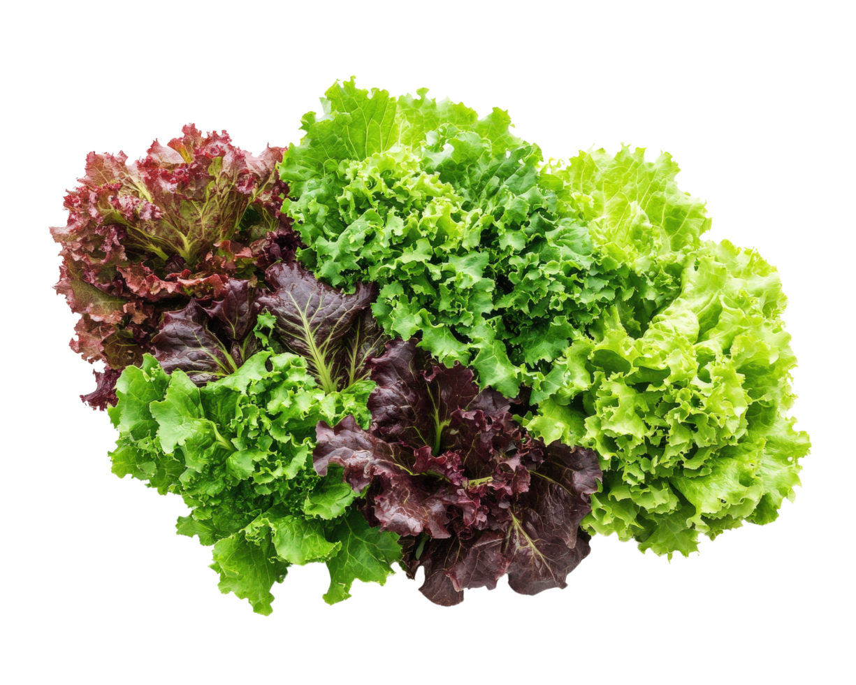 A group of different types of lettuce png