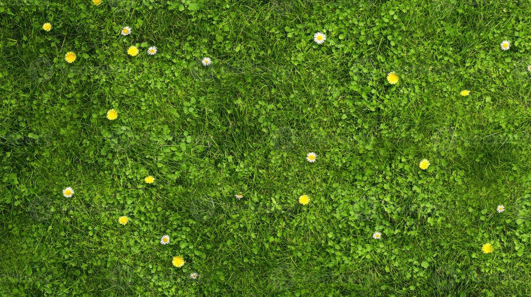Lush green grass with dandelions and daisies creates a vibrant natural lawn concept photo
