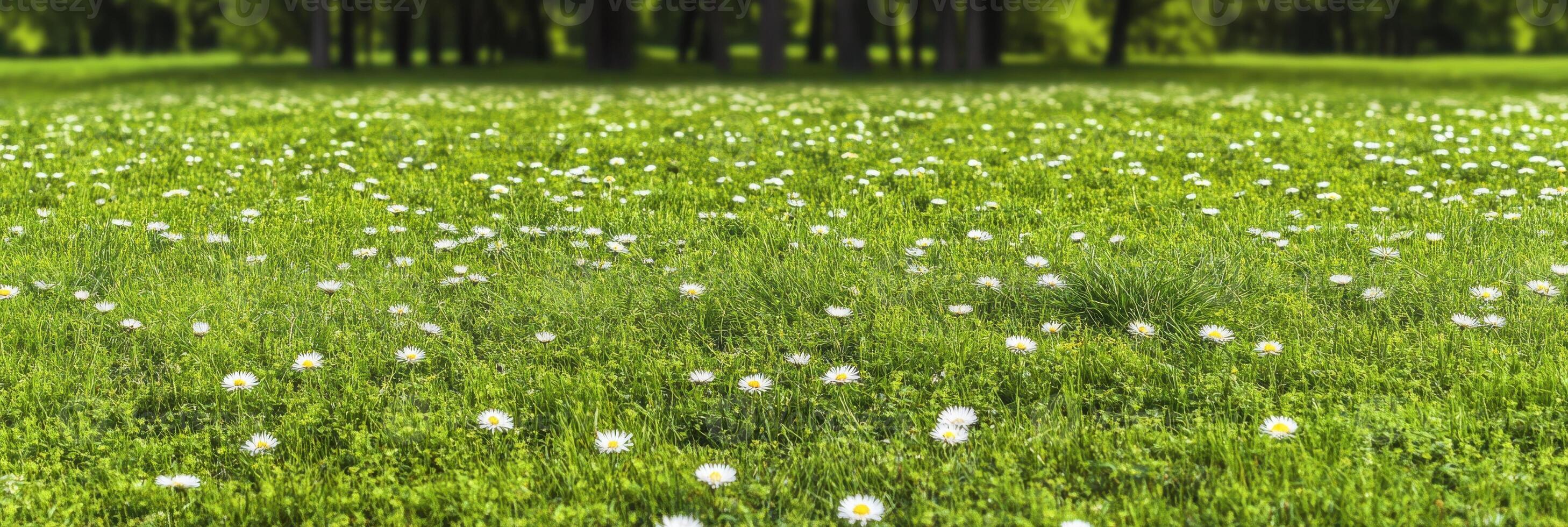 Idyllic meadow with blooming daisies on a sunny day in spring nature concept photo