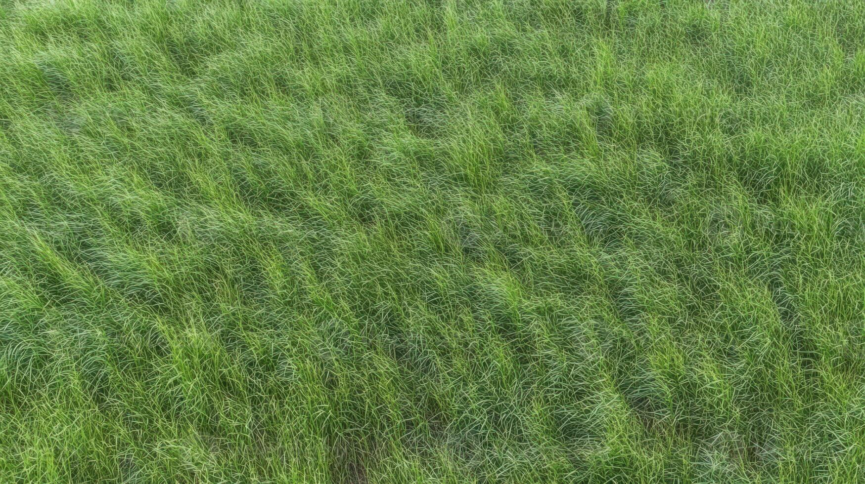 Lush green grass field background with vibrant foliage for nature concepts photo