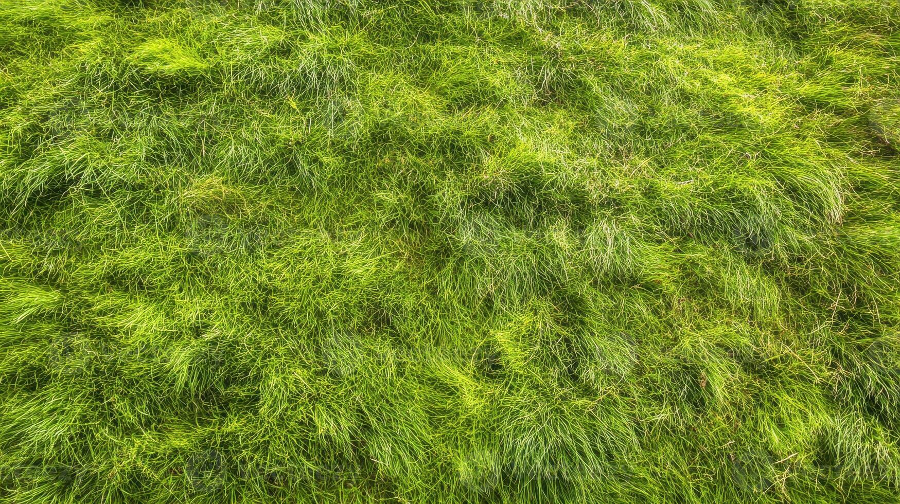 Lush green grass covering natural landscape with vibrant texture concept photo