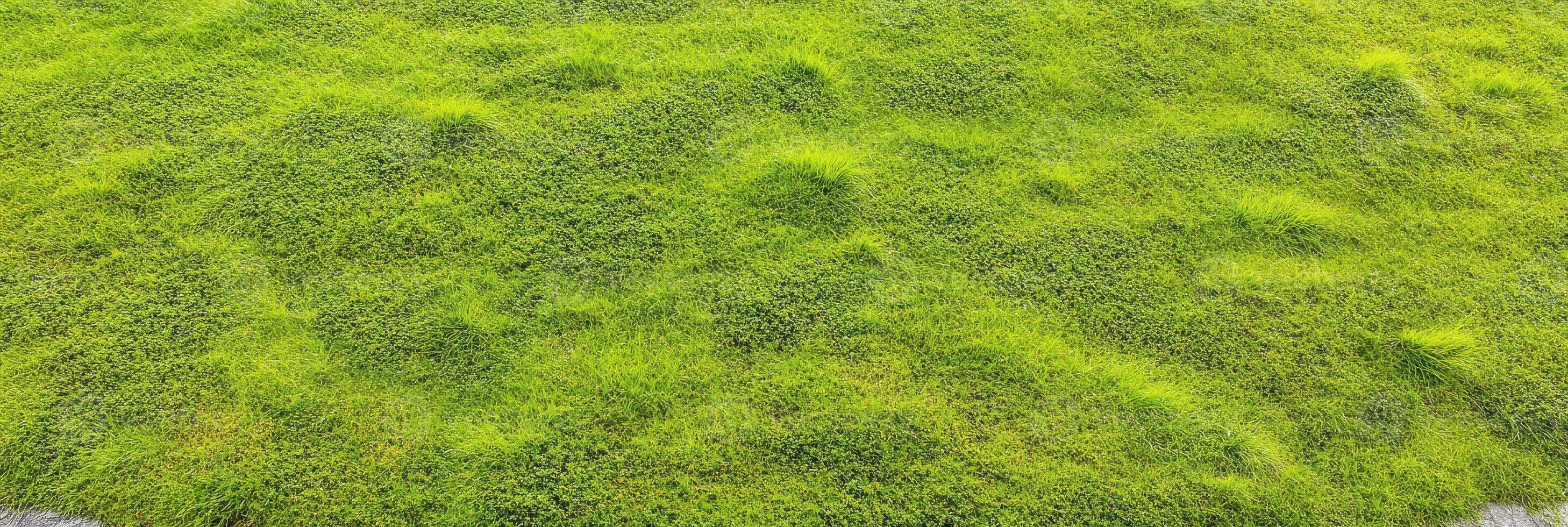 Vibrant green grass texture capturing nature's fresh and lush surface photo
