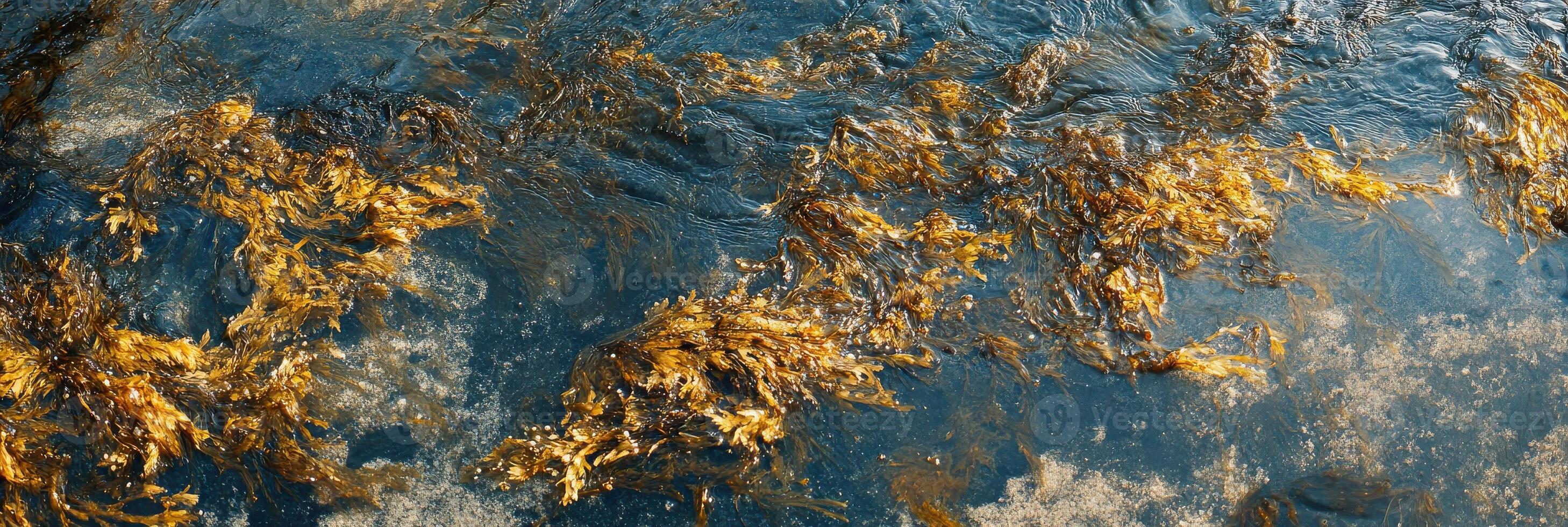 Golden seaweed floating on surface of deep blue ocean water creating natural pattern photo