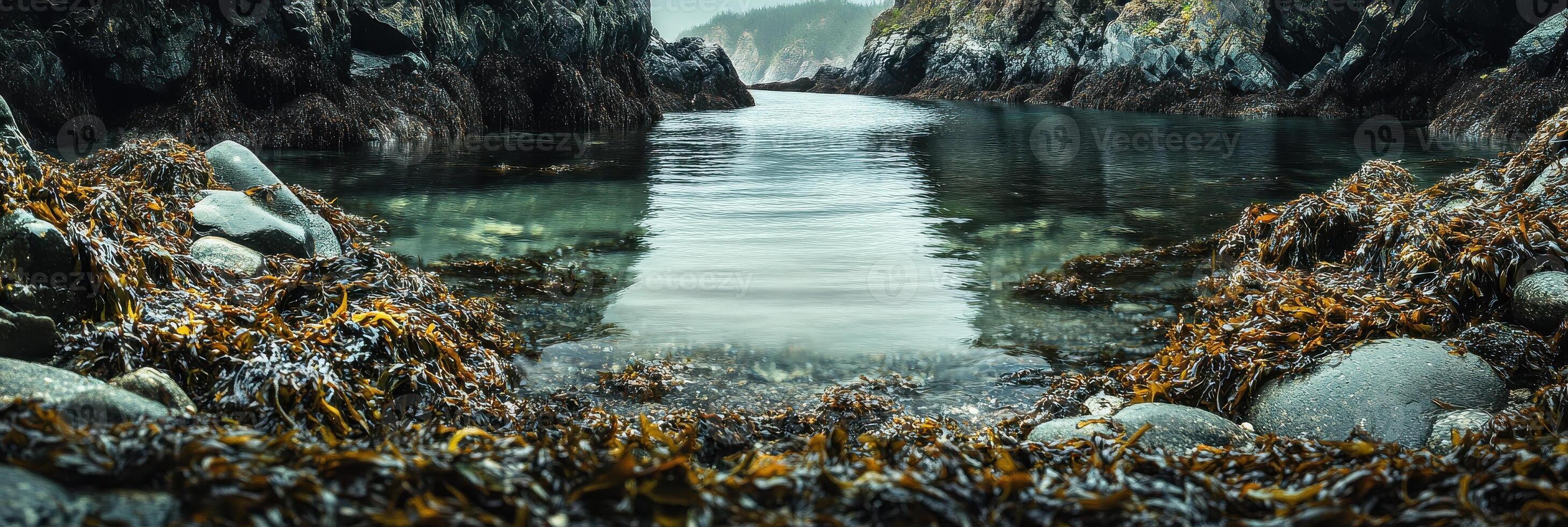 Tranquil coastal landscape with seaweed and rocky shoreline reflecting serenity photo
