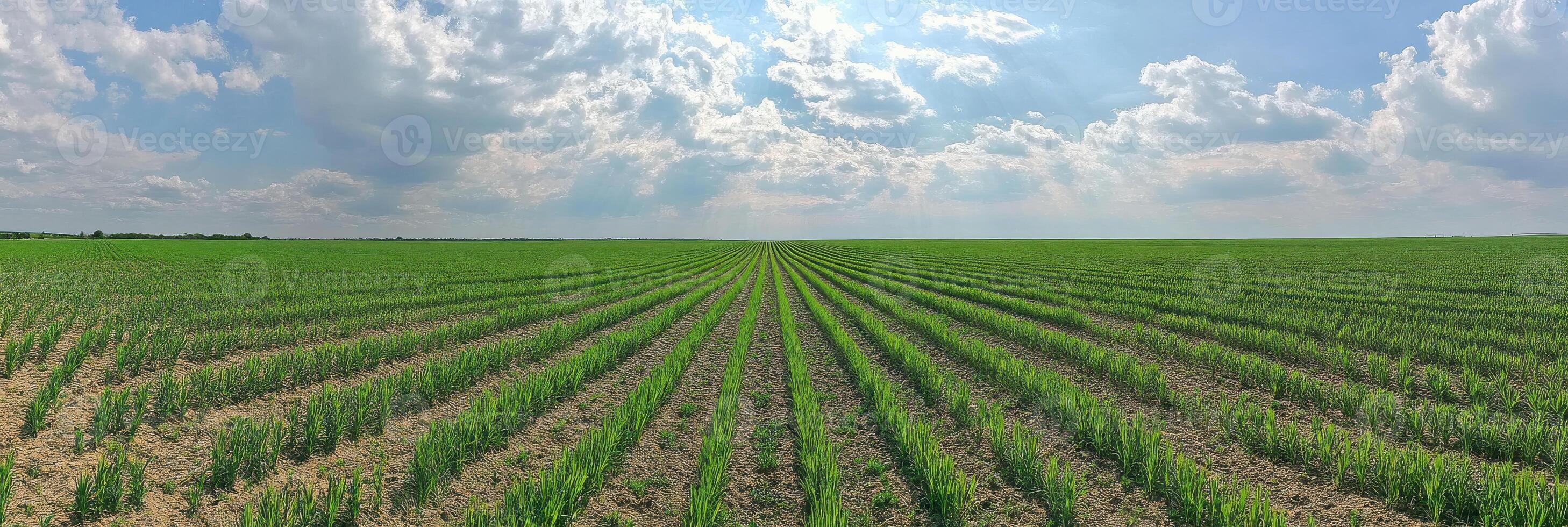 Vast green cornfield under a cloudy sky depicting agricultural abundance photo