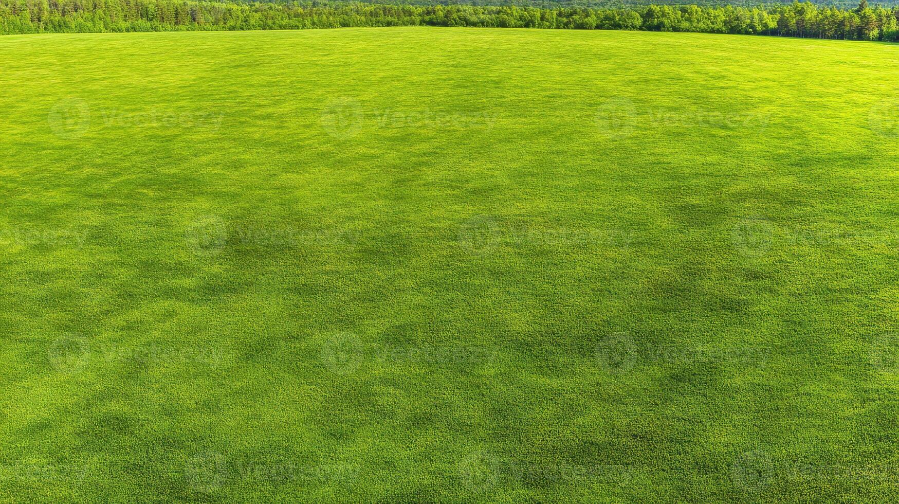 Expansive green grass field under bright sunlight with clear blue sky in background photo