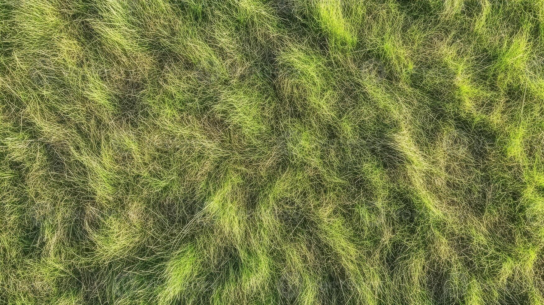 Lush green grass field with natural texture and vivid colors from top view photo