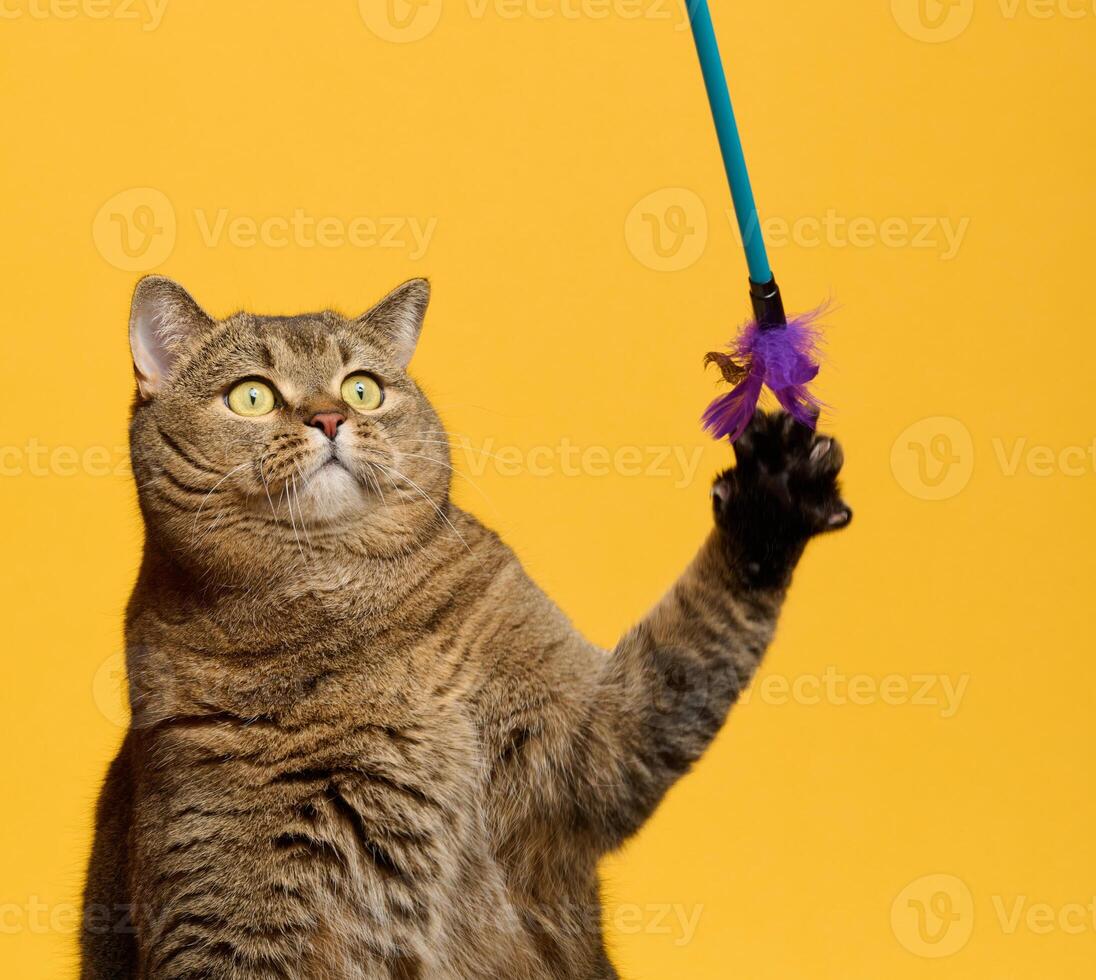 A playful gray cat captured holding a blue stick with a purple feather toy, against a yellow background photo