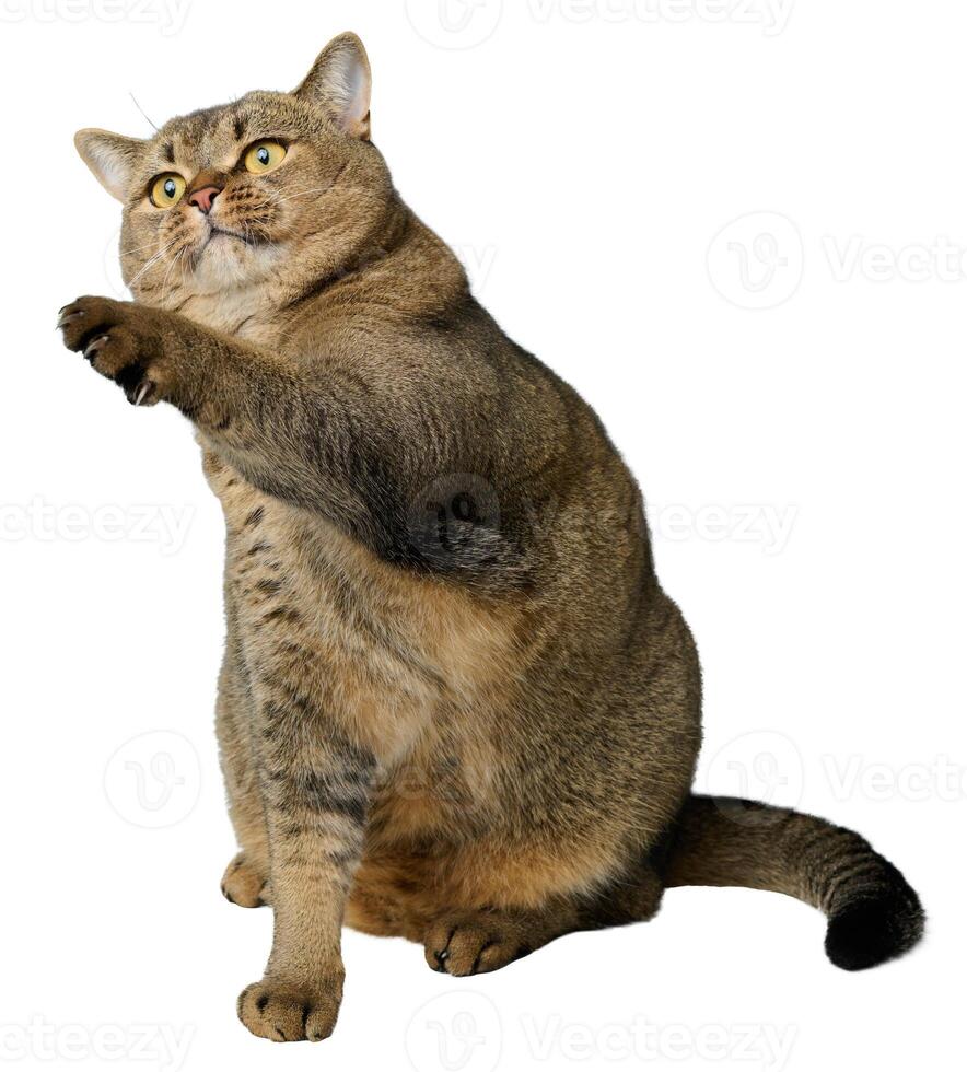 Adult gray cat sitting on isolated background and stretching paw forward photo
