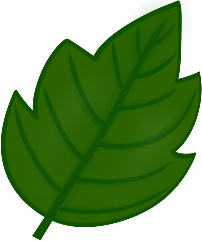 Beautiful shape and green colors of fresh leaves png
