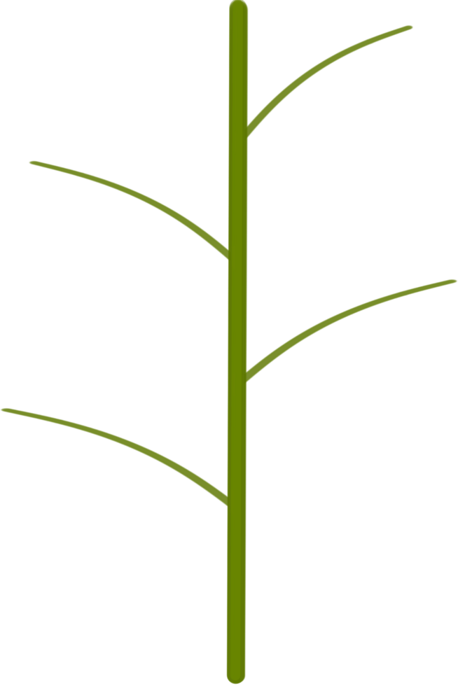 Beautiful shape and green colors tone of fresh stem with stalk png