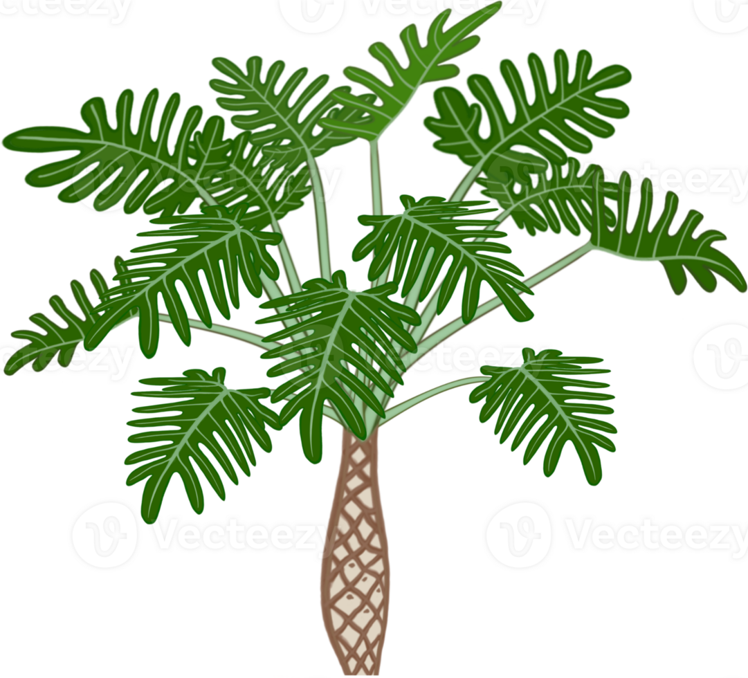 Beautiful shape and colors of fresh philodendron xanadu plant. png