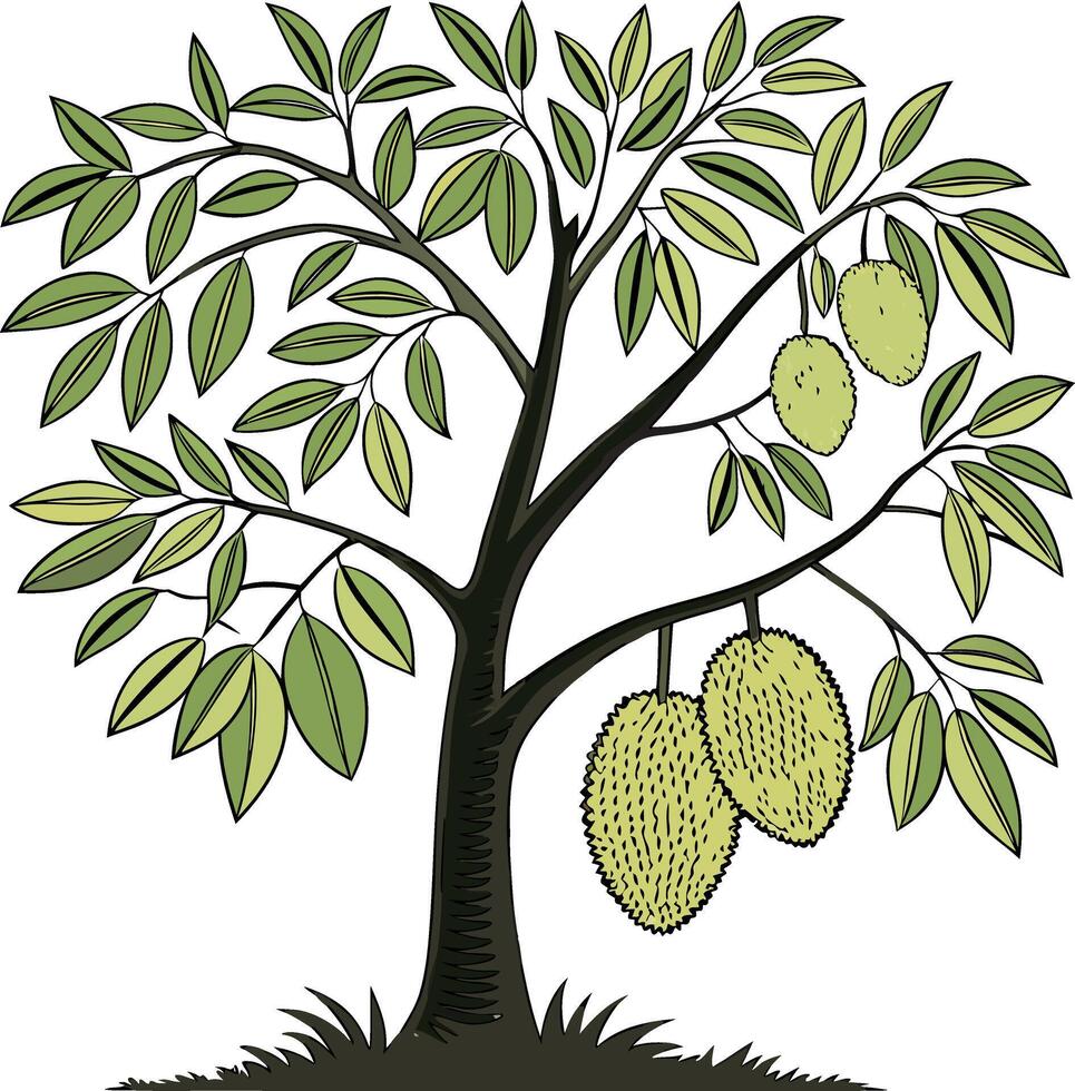 Illustration of a jackfruit tree with jackfruit vector