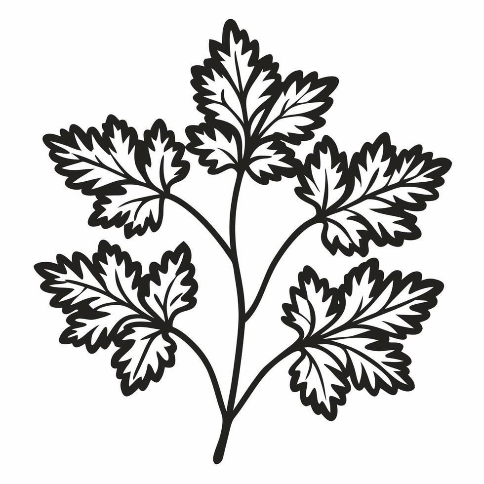 Monochrome Herbal Illustration Parsley Leaves Art for Natural Design vector