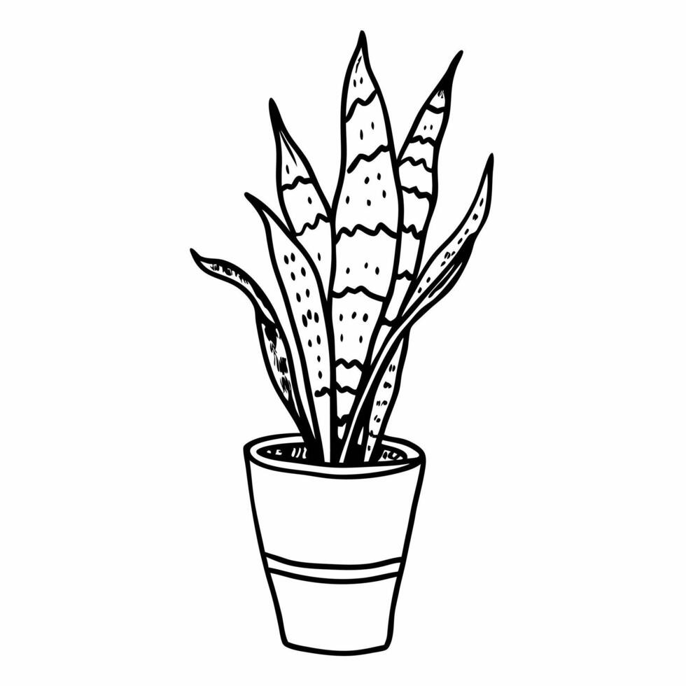 Black and White Line Art of Snake Plant in Pot for Home Decor Illustrations vector