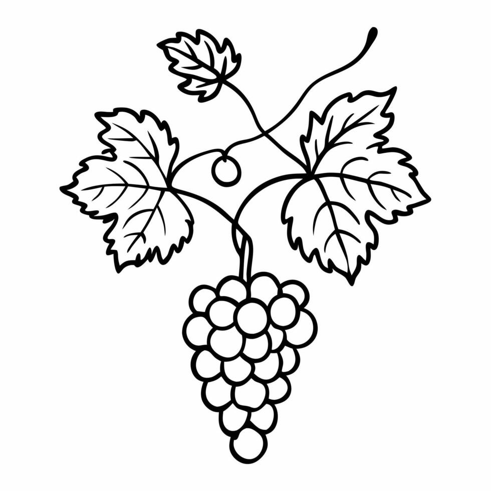 Grape Vine Line Art Illustration Black and White Design vector