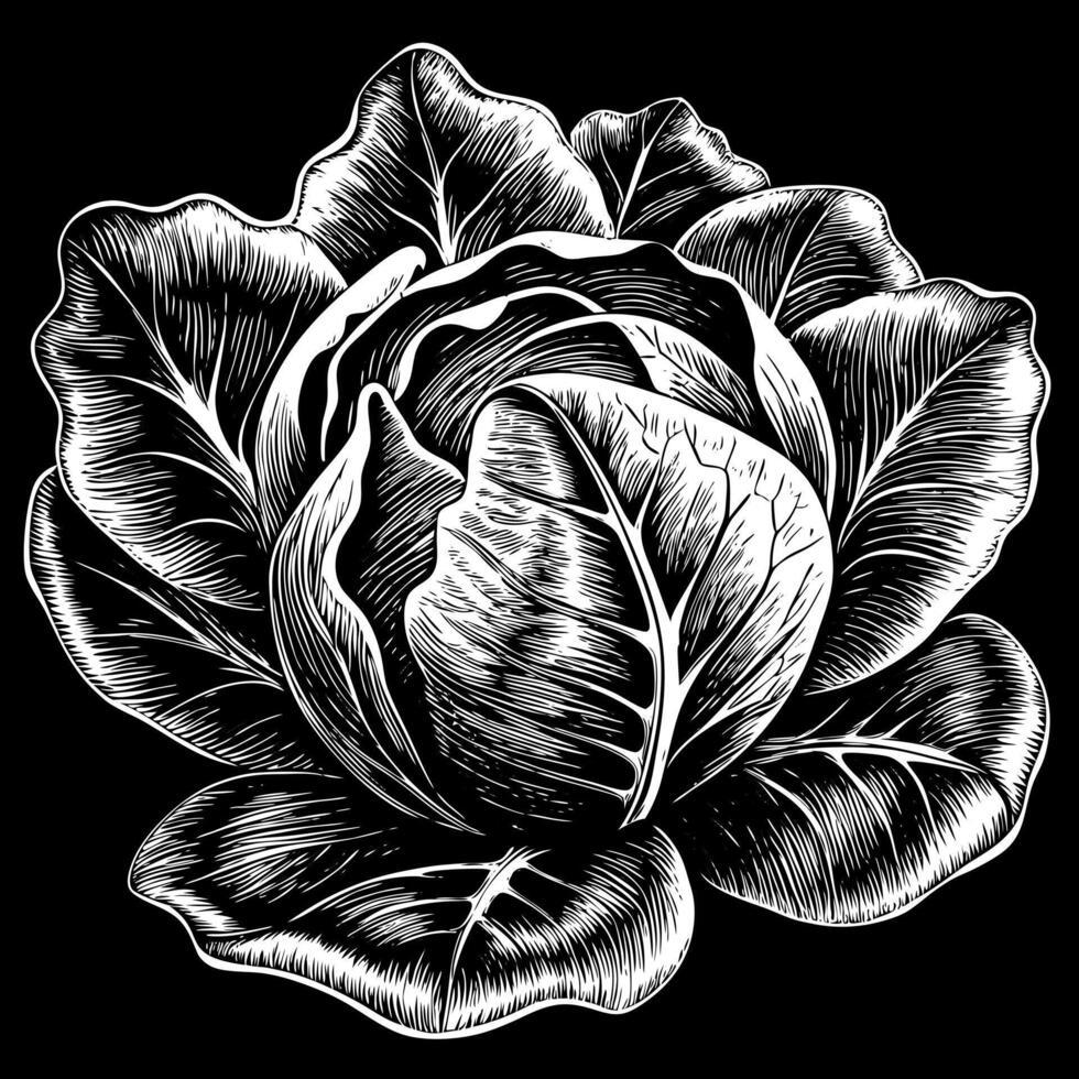 A black and white drawing of a large leafy green cabbage vector