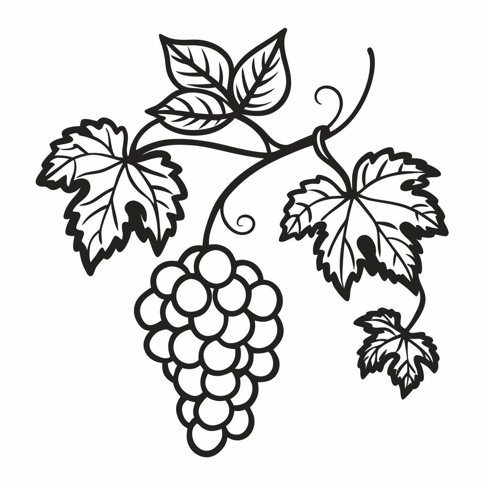 Grapevine Illustration Black and White Art of Vine Leaves and Grapes vector