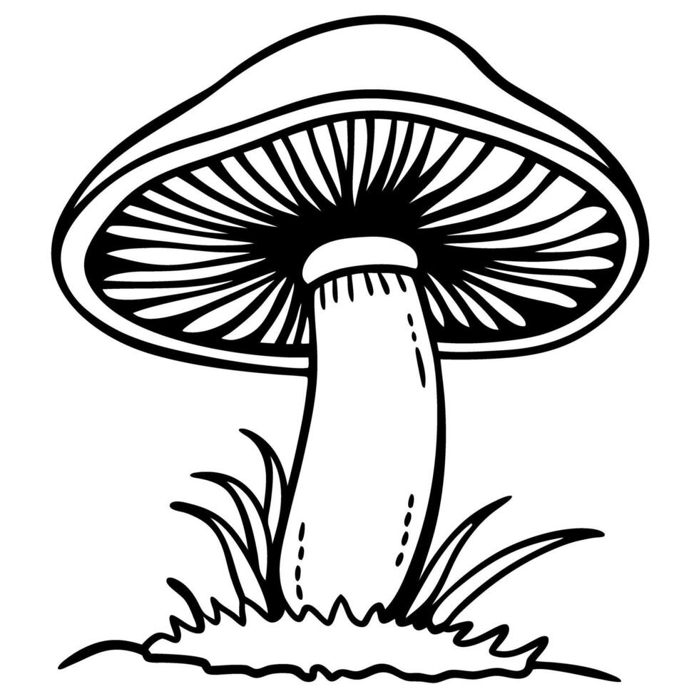 illustrated mushroom in nature, black and white line drawing fungi sketch with detailed cap and gills vector