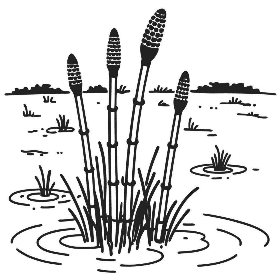horsetail plant illustration in wetland habitat with water puddles and marsh grass vector