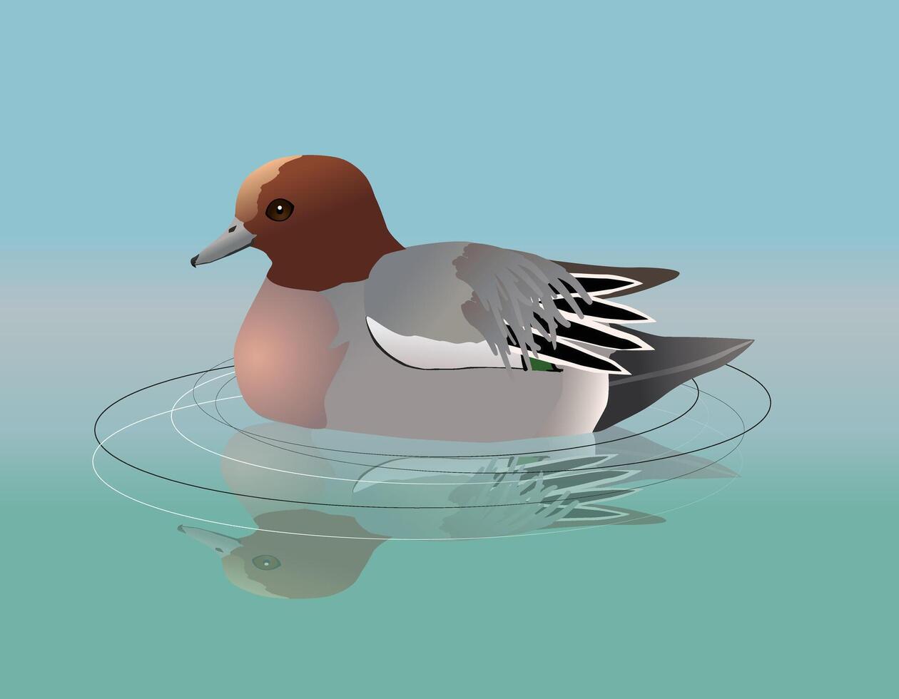 A digital drawing of a swimming male Eurasian wigeon in a lake. You see his reflection in the water. vector