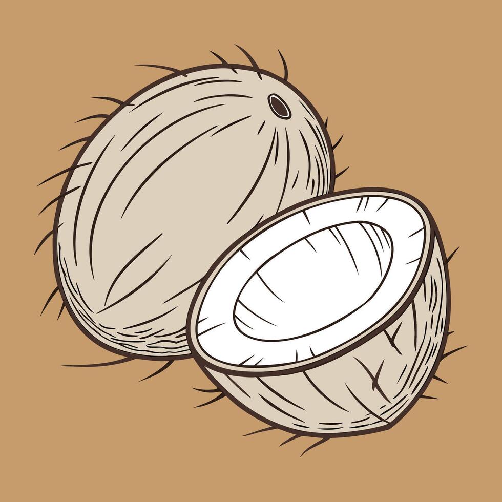 Coconut Illustration Fresh and Tropical Design vector