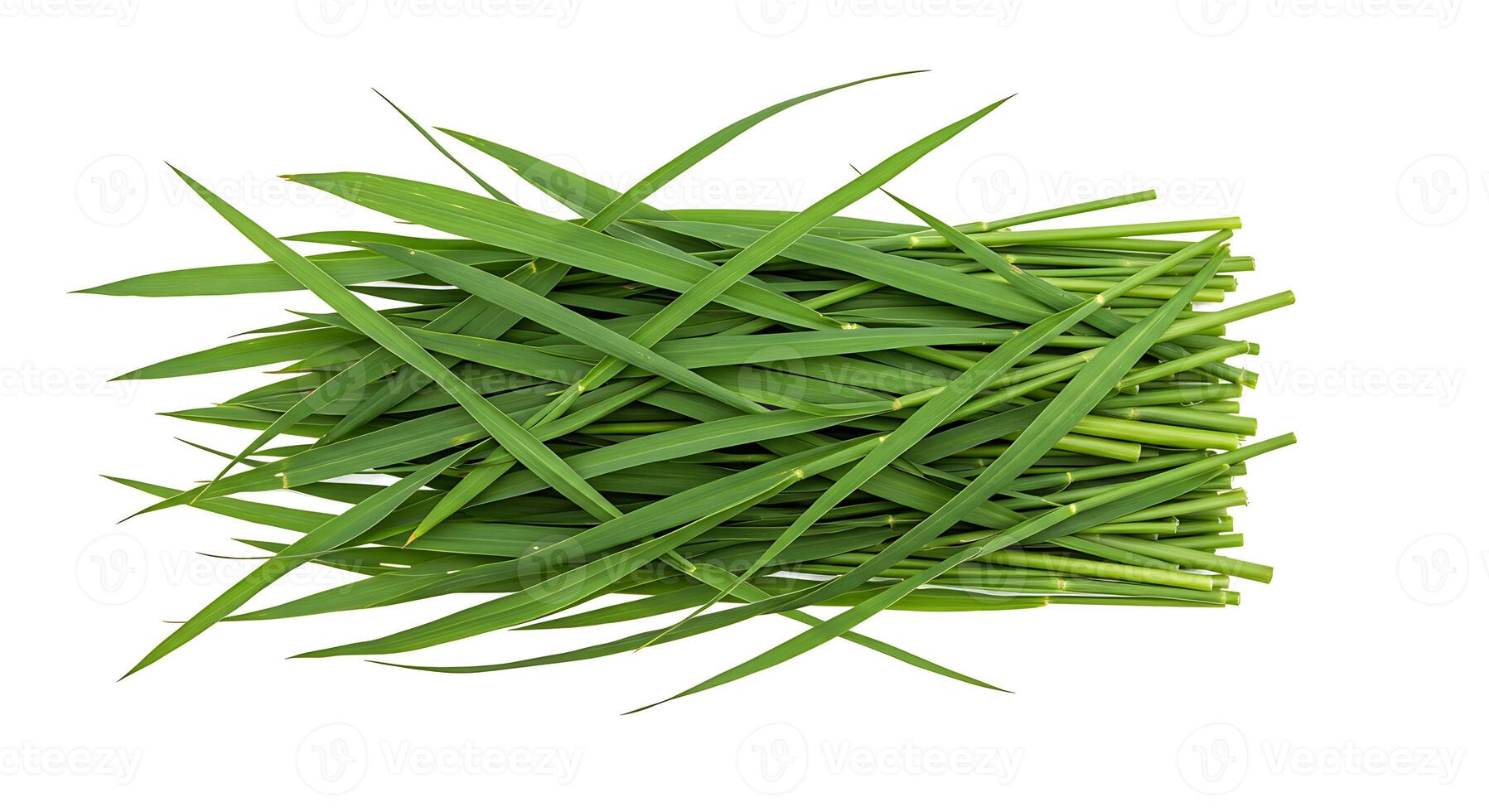 Fresh Green Grass Blades Bundle Nature Background Image farm lush life plant white photo rural field
