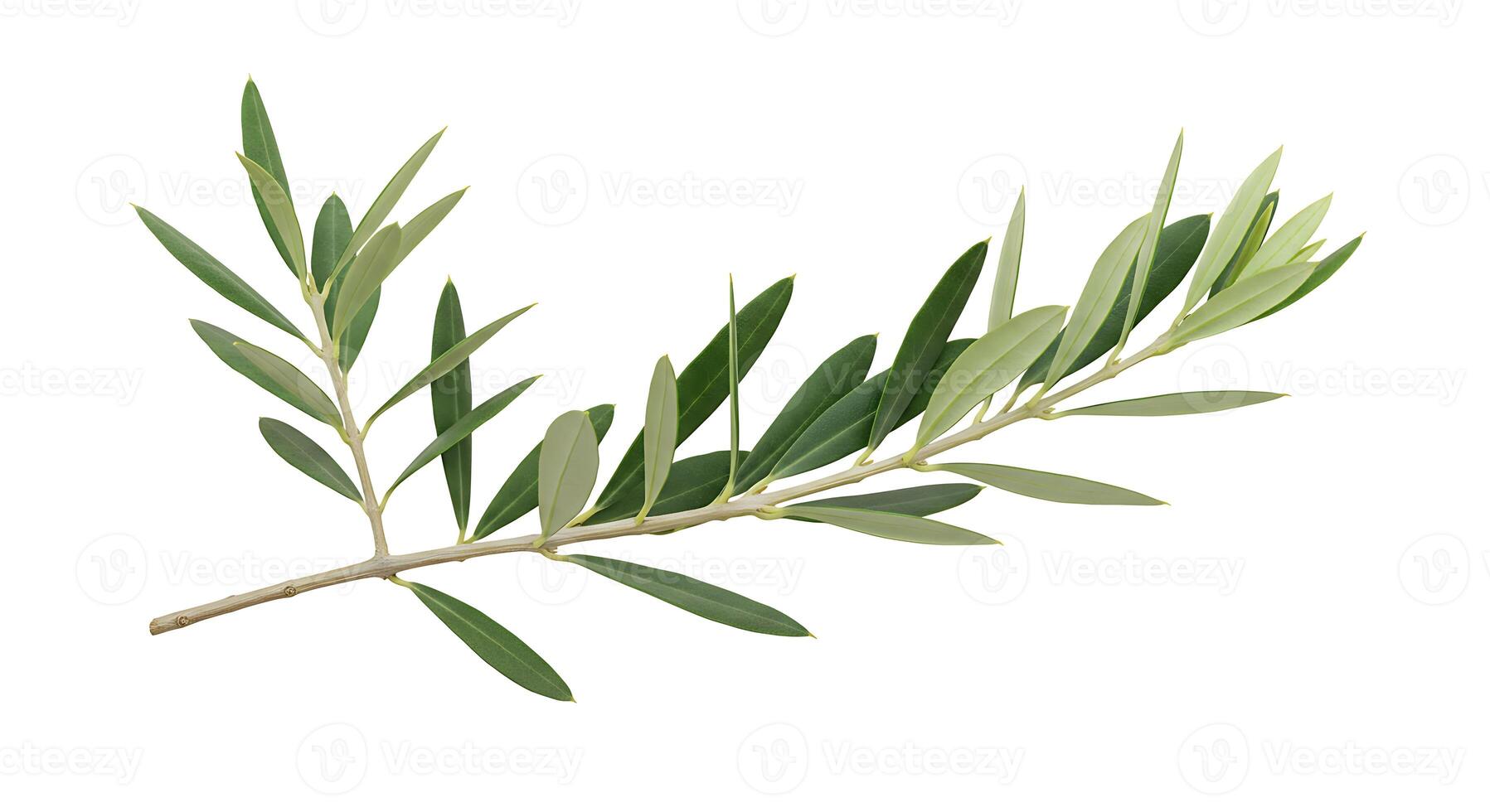 Fresh Olive Branch Green Leaves Nature Spring Botanical Illustration oil tree herb twig leaf life photo