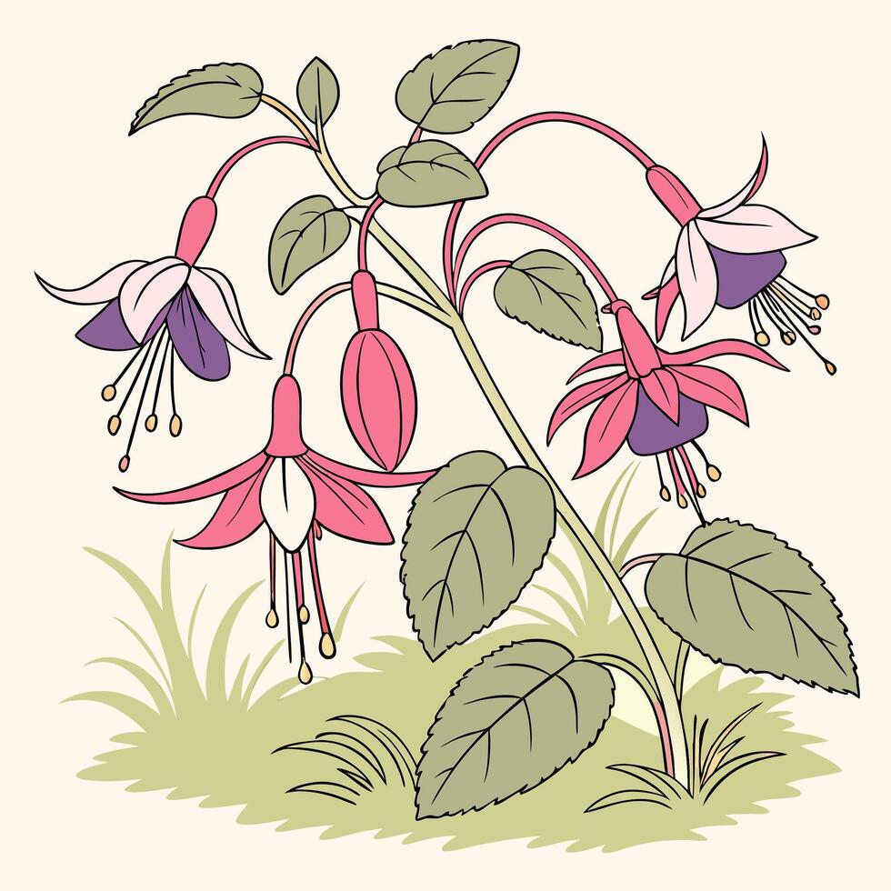 fuchsia flower illustration vector