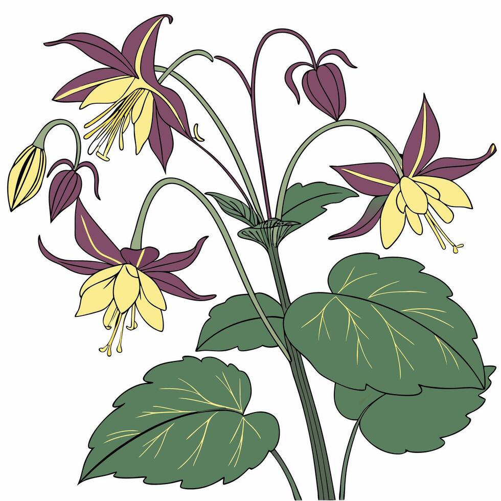 very nice columbine flowers vector