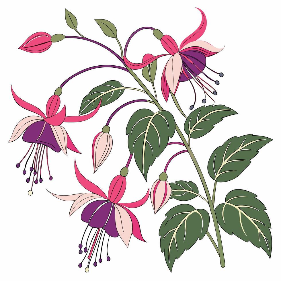 Very Nice fuchsia flower vector