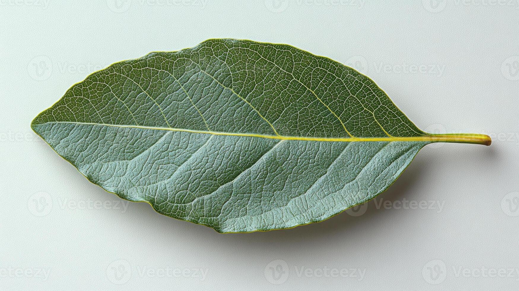 Minimalist Elegance, A Leaf at Rest photo