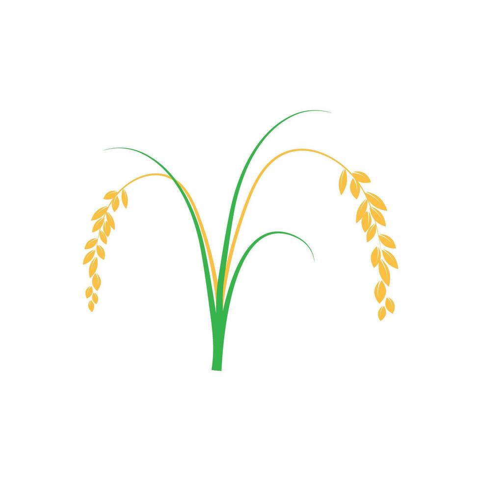 Rice set. Isolated rice on white background vector