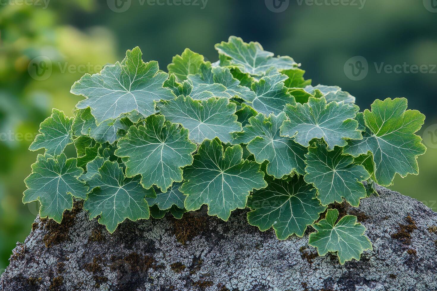 A plant with green leaves growing on a rock photo