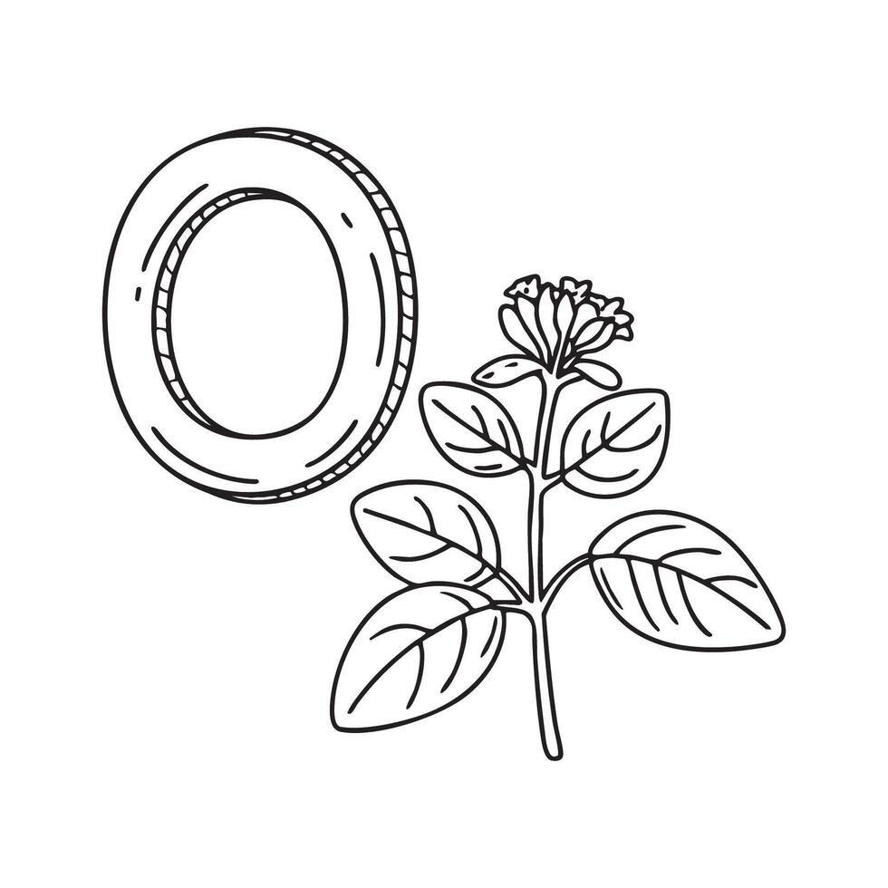 An illustration of letter O stand for Oregano beside it vector